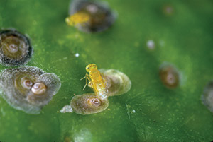 Tiny <em>Aphytis parasites (here on another kind of scale) deposit eggs beneath scales. Historically, biological control prevented walnut scale from causing economic damage. Photo by: J. K. Clark