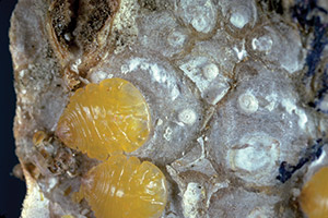 Adult female walnut scales with the scale covers removed. Photo by: J. K. Clark