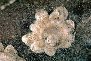 Walnut scale daisy-shaped cluster. Photo by: J. K. Clark