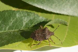 An adult brown marmorated stink bug. Photo by: K. Windbiel-Rojas