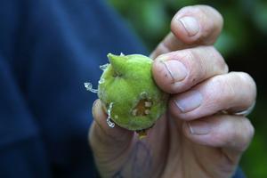 Initial feeding damage on peach, caused by brown marmorated stink bugs, may appear as oozing of sap. Photo by: C. A. Ingels