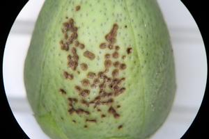 Brown stink bug feeding damage on a cotton boll. Photo by: V. Barlow