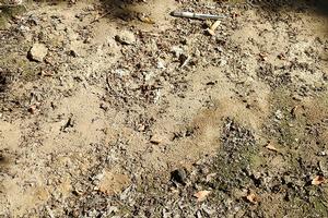 Typical nest structure of the native gray ant. Nests are commonly dispersed over a 3- to 4-feet square area and have multiple large entrance holes. For reference, pen in the background is 6 inches. Photo by: K. Tollerup