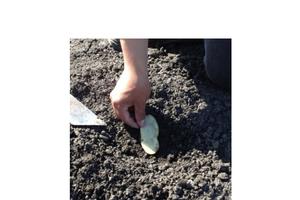 A disposable plastic bowl covered the slice. The whole slice is collected and number of springtails counted. Photo by: S. Joseph