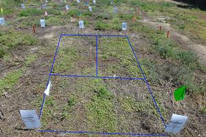 Wilen tested herbicides that municipalities are currently using. For this test, this product did not kill weeds very well seven days after treatment. Top right quadrant is the untreated control. Top left quadrant is the herbicide with surfactant. Bottom quadrant is the herbicide without the surfactant. Photo by: Cheryl Wilen, UC IPM. Copyright 2018 Regents of the University of California.