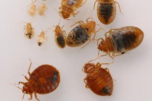 Adults and nymphs of bed bugs. Photo by: Dong-Hwan Choe/UC Riverside.