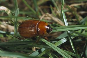 Adult masked chafer. Photo by: Jack Kelly Clark, UC IPM. Copyright 2018 Regents of the University of California.