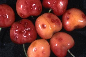 Red halos develop around San Jose scales on cherry fruit. Photo by: Jack Kelly Clark/UC IPM