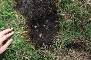 Pulling back the damaged part of the lawn reveals grubs in the soil. Photo by: Andrew M. Sutherland, UC IPM. Copyright 2018 Regents of the University of California.