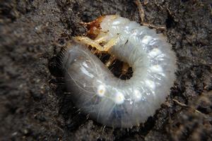 Grubs feed on grass roots. Photo by: Andrew M. Sutherland, UC IPM. Copyright 2018 Regents of the University of California.