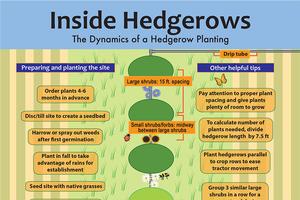 Learn the key steps for designing and establishing hedgerows on California farms. 