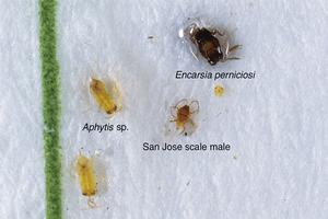 Close-up of a San Jose scale trap showing the parasites as well as a male scale (middle). Photo by: Jack Kelly Clark, UC IPM. Copyright 2018 Regents of the University of California.