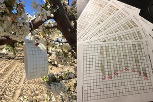 Rijal used pheromone traps to capture male San Jose scales and the scale parasites (left). Sticky tape traps were used to observe when crawlers emerged from eggs (right) Photo by: Jhalendra Rijal/UC IPM. Copyright 2018 Regents of the University of California.