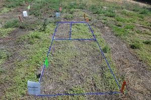 Seven days after treatment with a nonglyphosate alternative herbicide. Top right quadrant is the untreated control. Top left quadrant is the herbicide with surfactant. Bottom quadrant is the herbicide without the surfactant. Photo by: Cheryl Wilen, UC IPM. Copyright 2018 Regents of the University of California.