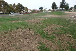 Turf damage, possibly caused by crows searching for grubs. Photo by: Andrew M. Sutherland, UC IPM. Copyright 2018 Regents of the University of California.