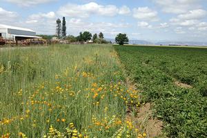 Wildflowers serve as an insectary growing next to a tomato field. Photo by: Rachael Long