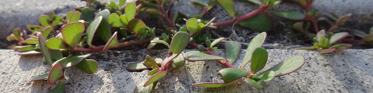 Photo by: Cheryl Wilen, UC IPM. Copyright 2018 Regents of the University of California.