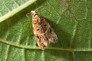 European grapevine moth (adult moth shown here) was eradicated in California in 2016. Since it is newly eradicated, and we want people to keep an eye out for it, it is still listed on the Invasive & Exotic Pests webpage. Credit: Jack Kelly Clark, UC IPM. Copyright 2019 Regents of the University of California. 