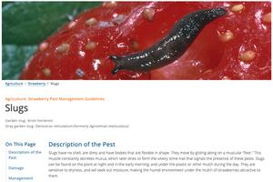 Newly redesigned <i>Pest Management Guidelines</i> have an updated look and feel, as well as an improved user experience, whether on a desktop computer or mobile phone. 