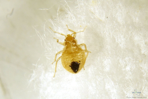 A bed bug collected from a trap. Credit: Siavash Taravati, UC IPM. Copyright 2020 Regents of the University of California. Photo by: Siavash Taravati, UC IPM. Copyright 2020 Regents of the University of California.