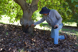 Dr. Ben Faber cuts into a trunk canker of an avocado tree to examine the discoloration beneath the bark. Credit: Petr Kosina, UC IPM. Copyright 2020 Regents of the University of California. Photo by: Petr Kosina, UC IPM. Copyright 2020 Regents of the University of California.