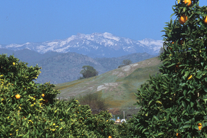 The UC Ag Experts Talk webinars are currently focused on pests of subtropical tree crops, but it is anticipated that the scope of topics will broaden over time. California citrus grove with snow-covered Sierra Nevada peaks in the distance. Credit: David Rosen. Copyright 2020 Regents of the University of California. Photo by: David Rosen. Copyright 2020 Regents of the University of California.