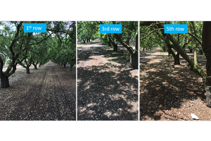 Nut drop, where nuts fall to the ground before fully maturing, from brown marmorated stink bug feeding is often heavier in perimeter rows compared to rows further into the orchard. Credit: Jhalendra Rijal, UC IPM. Copyright 2020 Regents of the University of California. Photo by: Jhalendra Rijal, UC IPM. Copyright 2020 Regents of the University of California.