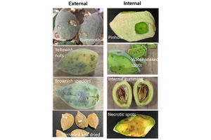 Different kinds of damage to almond nuts caused by brown marmorated stink bug feeding. Credit: Jhalendra Rijal, UC IPM. Copyright 2020 Regents of the University of California. Photo by: Jhalendra Rijal, UC IPM. Copyright 2020 Regents of the University of California.