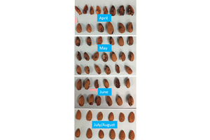 Early season feeding causes the most damage to the almond kernels. Feeding in April has more kernel damage, then feeding in July or August. Credit: Jhalendra Rijal, UC IPM. Copyright 2020 Regents of the University of California. Photo by: Jhalendra Rijal, UC IPM. Copyright 2020 Regents of the University of California.