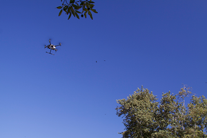 Aerial footage and photos for the avocado videos were shot by a drone operated by German Zuniga-Ramirez. Photo credit: Petr Kosina, UC IPM. Copyright 2020 Regents of the University of California. Photo by: Petr Kosina, UC IPM. Copyright 2020 Regents of the University of California.