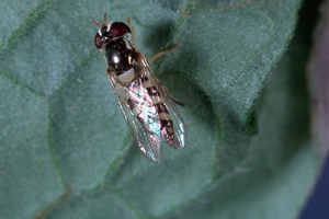 Adult hoverflies use insectary plants for food (nectar and pollen) and shelter. They lay their eggs on nearby lettuce plants. The maggots hatch and feed on aphids. Hoverfly maggots can eat several dozens of aphids per day. Credit: Jack Kelly Clark, UC IPM. Copyright 2020 Regents of the University of California. Photo by: Jack Kelly Clark, UC IPM. Copyright 2020 Regents of the University of California.