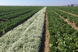 Use of sweet alyssum as insectary plants in an organic Romaine lettuce field in Chualar CA. In the picture, one bed of alyssum is planted for every 20 beds of lettuce. Hoverflies feed on alyssum pollen and lay their eggs into the lettuce heads. Hoverfly maggots prey upon aphids, even inside the head. Credit: Alejandro Del Pozo-Valdivia, UC IPM. Copyright 2020 Regents of the University of California. Photo by: Alejandro Del Pozo-Valdivia, UC IPM. Copyright 2020 Regents of the University of California.