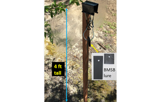 A clear sticky panel trap in an orchard used to monitor brown marmorated stink bug. The lure attracts the bugs, which get caught on the sticky panel. Credit: Jhalendra Rijal, UC IPM. Copyright 2020 Regents of the University of California. Photo by: Jhalendra Rijal, UC IPM. Copyright 2020 Regents of the University of California.