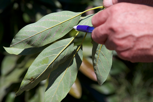 Dr. Ben Faber points out persea mite nests and damage on avocado leaves. Credit: Petr Kosina, UC IPM. Copyright 2020 Regents of the University of California. Photo by: Petr Kosina, UC IPM. Copyright 2020 Regents of the University of California.