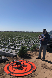 Area IPM Advisor Chris Greer in the field with a drone. Credit: Andre S. Biscaro, UC Cooperative Extension, ANR. Copyright 2021 Regents of the University of California. Photo by: Andre S. Biscaro, UC Cooperative Extension, ANR. Copyright 2021 Regents of the University of California.