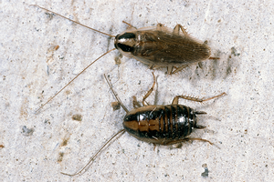 German cockroach adult (top) and nymph. Credit: Jack Kelly Clark, UC IPM. Copyright 2021 Regents of the University of California. Photo by: Jack Kelly Clark, UC IPM. Copyright 2021 Regents of the University of California.