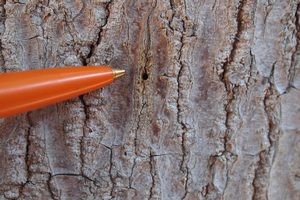 The beetle’s exit hole from the tree is just as tiny as they are—about 0.03 inch in diameter or the size of the tip of a medium ball point pen. Credit: Akif Eskalen, UC Davis. Photo by: Akif Eskalen, UC Davis.