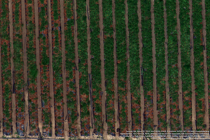 A red, green, blue (RGB) image taken by an unmanned aerial vehicle of a strawberry field. Stressed or dead plants can be seen in the left and bottom portion of the image. Healthier plants are in the top right of the image. Infield monitoring confirmed stressed and dead plants infected by a soilborne pathogen. Credit: Christopher A. Greer, UC IPM. Copyright 2021 Regents of the University of California. Processing performed using Pix4DMapper software (Pix4D SA, Switzerland). Photo by: Christopher A. Greer, UC IPM. Copyright 2021 Regents of the University of California.