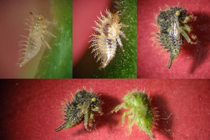 Nymphs of the threecornered alfalfa hopper. Credit: Cindy Kron, UC IPM. Copyright 2021 Regents of the University of California. Photo by: Cindy Kron, UC IPM. Copyright 2021 Regents of the University of California.