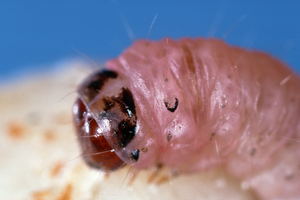 Navel orangeworm larva. Credit: Jack Kelly Clark, UC IPM. Copyright 2021 Regents of the University of California. Photo by: Jack Kelly Clark, UC IPM. Copyright 2021 Regents of the University of California.