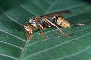 Adult yellow-legged paper wasp. Credit: Jack Kelly Clark, UC IPM. Copyright 2021 Regents of the University of California. Photo by: Jack Kelly Clark, UC IPM. Copyright 2021 Regents of the University of California.