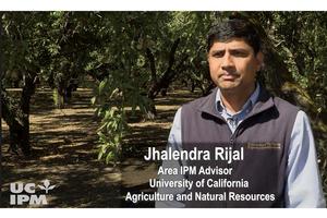 Join Area IPM Advisor Jhalendra Rijal in an almond orchard to learn how to identify and monitor for brown marmorated stink bug. From video Brown Marmorated Stink Bug (BMSB): Identification and Monitoring in Almond Orchards. 