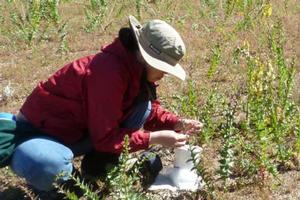 Person releasing weevils for the biological control of Dalmatian toadflax. Credit: Lincoln Smith, USDA-ARS. Photo by: Lincoln Smith USDA-ARS.