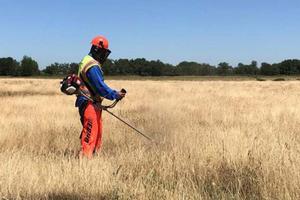 Knapweed control with a brush cutter. Credit: Dawn Cunningham. Photo by: Dawn Cunningham.