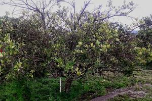 A mature grapefruit tree at the United States Department of Agriculture–Agricultural Research Service (USDA-ARS) horticulture lab in Fort Pierce, Florida showing severe leaf canopy loss from Huanglongbing. Credit: Neil McRoberts, University of California, Davis. Photo by: Neil McRoberts, University of California, Davis.