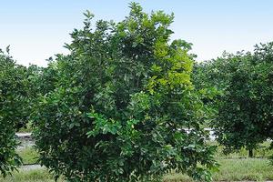 Huanglongbing causes shoots to yellow. The disease can kill a citrus tree within 5 to 8 years, and there is no known cure for the disease. Credit: Michael E. Rogers, University of Florida. Photo by: Michael E. Rogers, University of Florida.