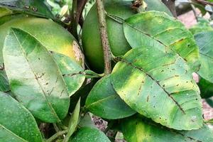 Citrus leaves showing distinctive corky vein symptoms of advanced Huanglongbing infection. Note the blotchy mottling symptoms too. Trees with this combination of symptoms are always found to be infected with the Huanglongbing pathogen. Credit: Neil McRoberts, University of California, Davis. Photo by: Neil McRoberts, University of California, Davis.