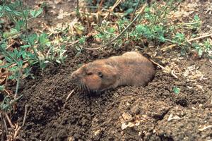 An adult pocket gopher. Credit: Jack Kelly Clark. Copyright 2022 Regents of the University of California. Photo by: Jack Kelly Clark. Copyright 2022 Regents of the University of California.