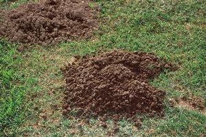 Characteristic crescent-shaped mounds and plugged burrow opening of a pocket gopher. Credit: Jack Kelly Clark. Copyright 2022 Regents of the University of California. Photo by: Jack Kelly Clark. Copyright 2022 Regents of the University of California.