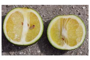 Huanglongbing results in asymmetrically shaped fruit with aborted seeds and bitter juice. Asian citrus psyllid, the insect that vectors Huanglongbing, arrived in 2008 and is now well established in Southern California and spreading northward. Huanglongbing was found in 2012 and likely arrived via illegal importation of infected plant material. Credit: Michael E. Rogers, University of Florida. Photo by: Michael E. Rogers, University of Florida.